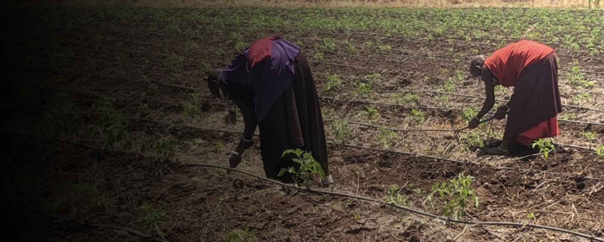 Small-scale farming Project